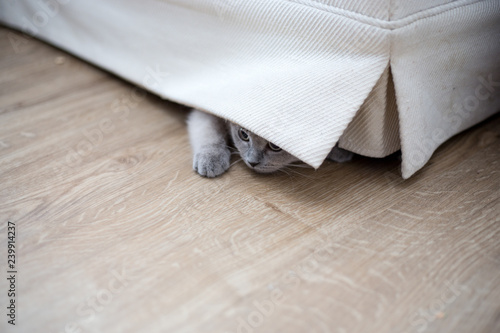 British kitten hiding under the couch