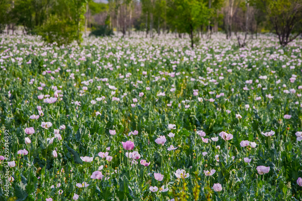 The meadow full of the white poppy