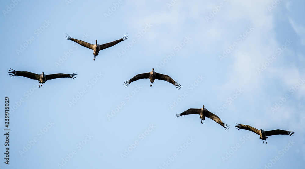 Obraz premium Birds in flight. A silhouettes of cranes in flight. Flock of cranes flies at Sky background. Front view. Eurasian crane or Common Crane, Grus grus or Grus Communis.