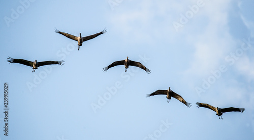 Birds in flight. A silhouettes of cranes in flight. Flock of cranes flies at Sky background. Front view. Eurasian crane or Common Crane, Grus grus or Grus Communis.