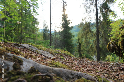 Trees and rock