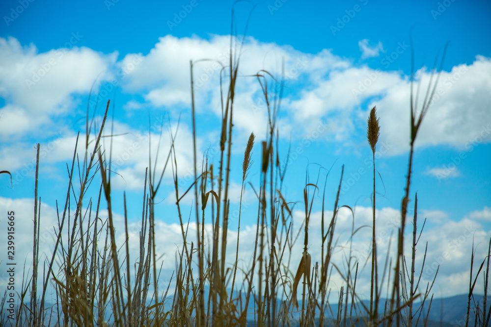 Tall grass against blue sky with clouds