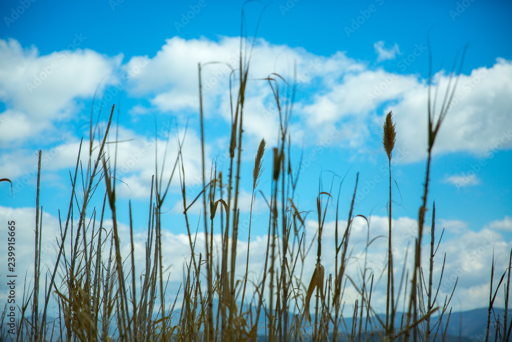 Tall grass against blue sky with clouds Tall grass against blue sky with clouds