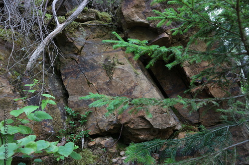 Spruce and stones