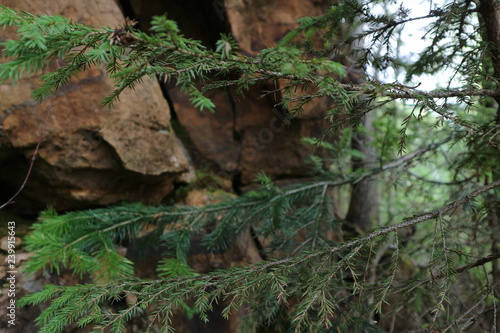 Spruce and red stones