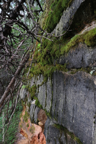 Moss on the wall