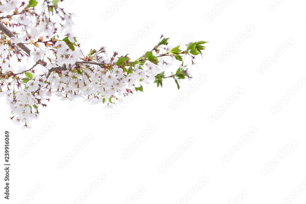 White cherry blossoms bloom in spring