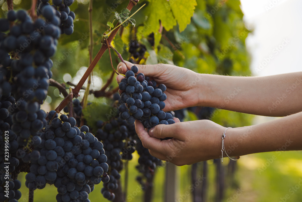Obraz premium hand of a young woman touching Grapes during harvest in a vineyard