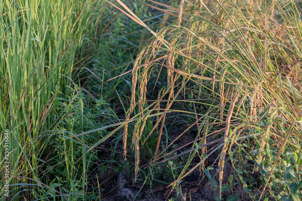 Obraz premium Close-up of rice in the field with sunlight.