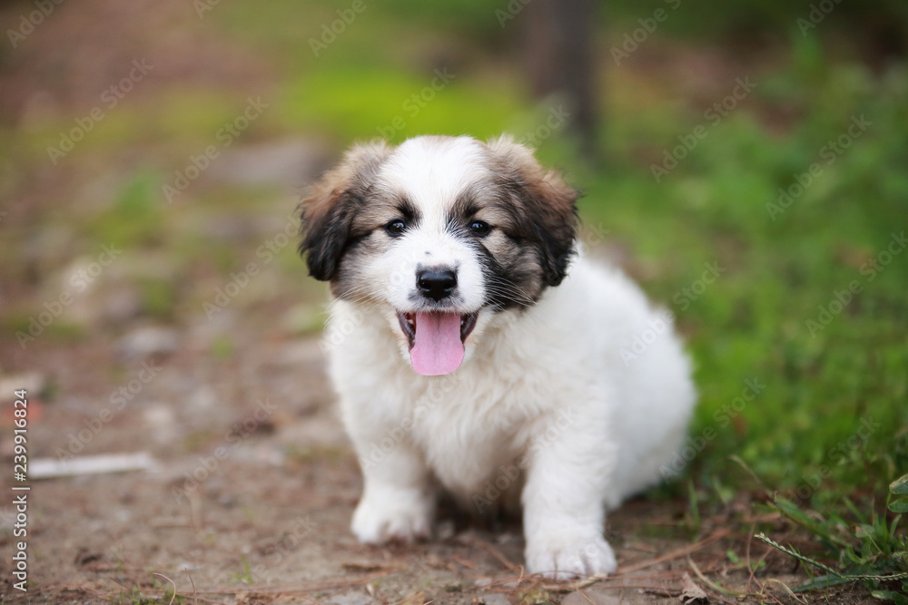 Adorable puppy lying on the green grass in the garden Adorable puppy lying on the green grass in the garden