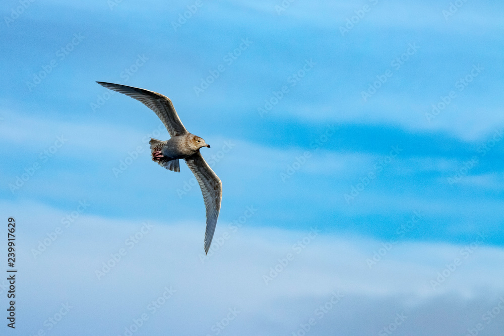 Obraz premium seagull in flight