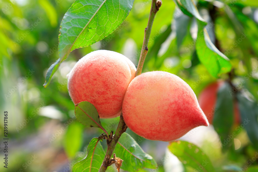 Obraz premium peach trees flourished in the greenhouse