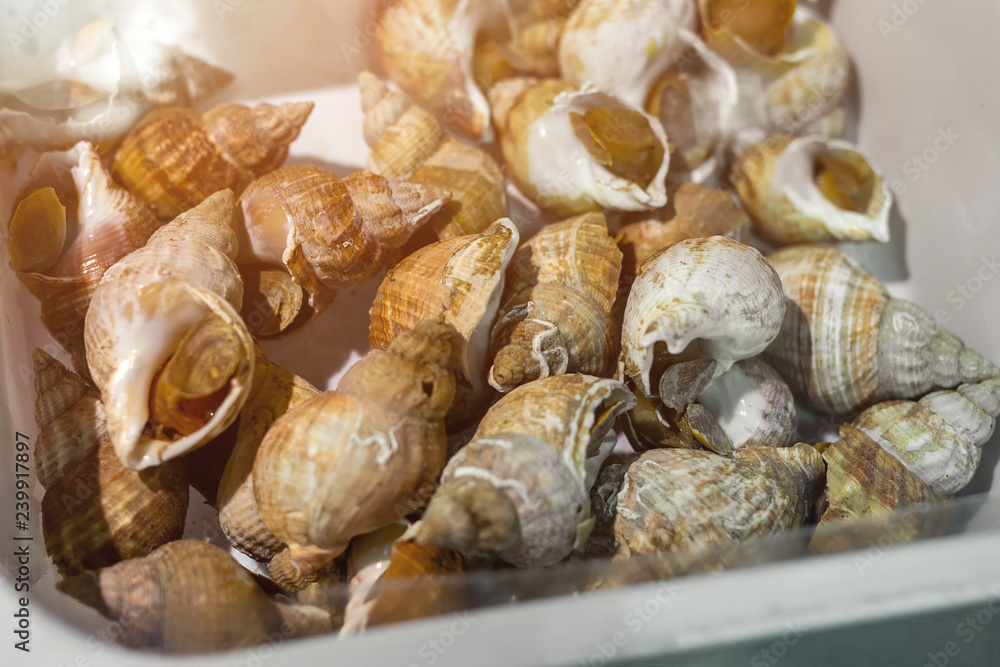 Raw whelk in box at seafood market. Fresh sea snails