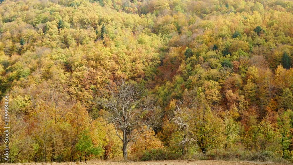 Autumn fall colorful golden yellow trees leaves as nature background. Vivid color natural scenery at sunny autumnal day Autumn fall colorful golden yellow trees leaves as nature background. Vivid color natural scenery at sunny autumnal day