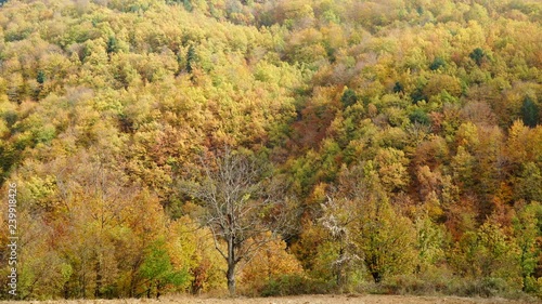 Wallpaper Mural Autumn fall colorful golden yellow trees leaves as nature background. Vivid color natural scenery at sunny autumnal day Torontodigital.ca