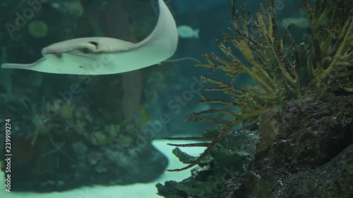 Cownose ray swims through frame photo