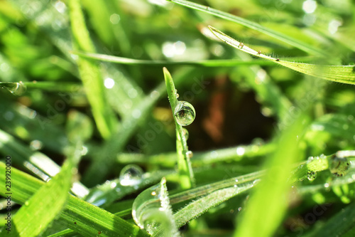 water droplet on grass macro