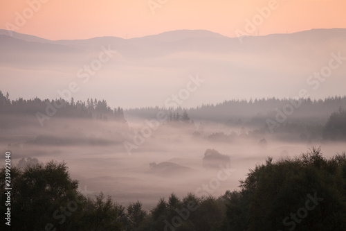 Trees in mist on summer morning, Scotland
