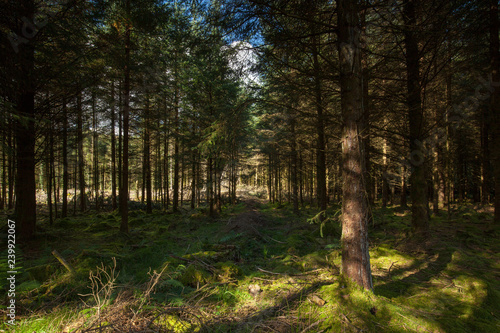 Forest view - Bellever Woods, Dartmoor National Park, UK