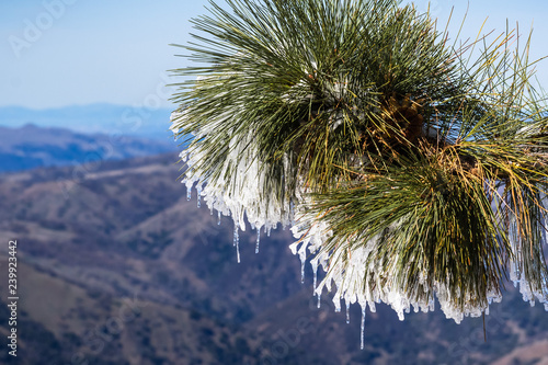 Close up of frozen pine needles on a cold winter day on top of Mt Hamilton  San Francisco bay area in the background  San Jose  California