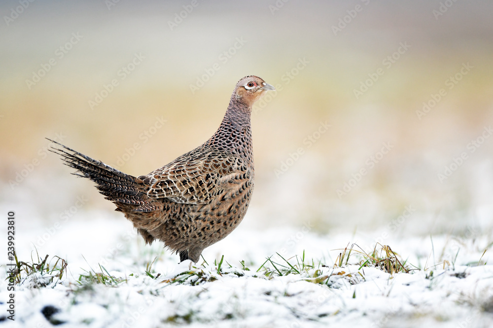 Ringneck Pheasant (Phasianus colchicus) female Ringneck Pheasant (Phasianus colchicus) female