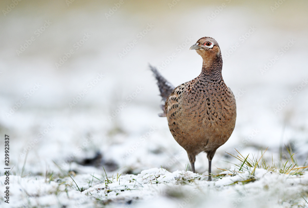 Ringneck Pheasant (Phasianus colchicus) female Ringneck Pheasant (Phasianus colchicus) female
