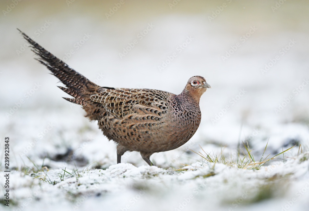 Ringneck Pheasant (Phasianus colchicus) female Ringneck Pheasant (Phasianus colchicus) female