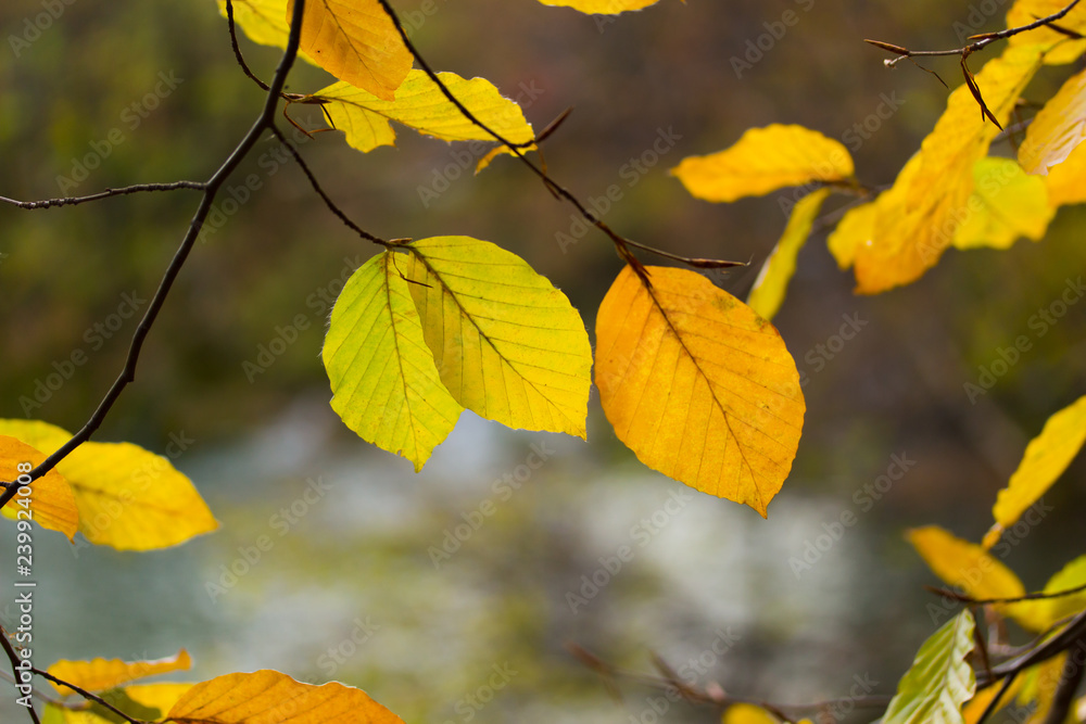 Golden Yellow Autumn Leaves on a Bright Sunny Autumn Day in Plitvice Lakes Golden Yellow Autumn Leaves on a Bright Sunny Autumn Day in Plitvice Lakes