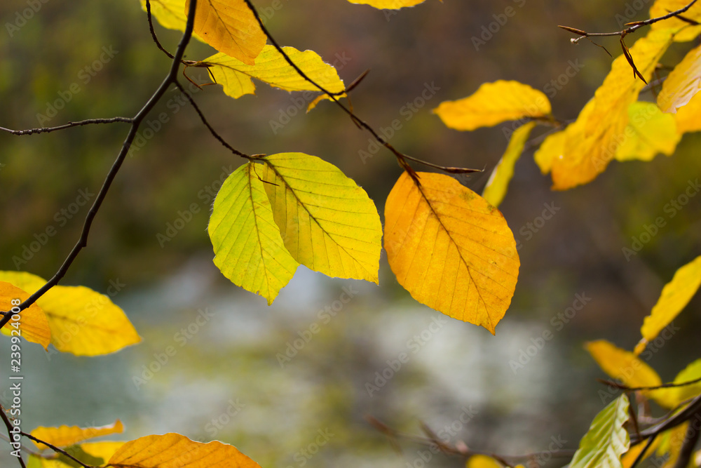 Golden Yellow Autumn Leaves on a Bright Sunny Autumn Day in Plitvice Lakes