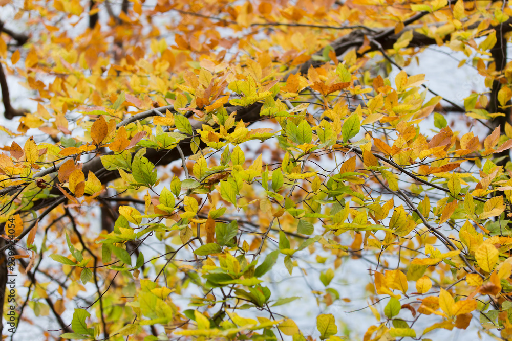 Golden Green Autumn Leaves in Plitvice Lakes National Park Golden Green Autumn Leaves in Plitvice Lakes National Park