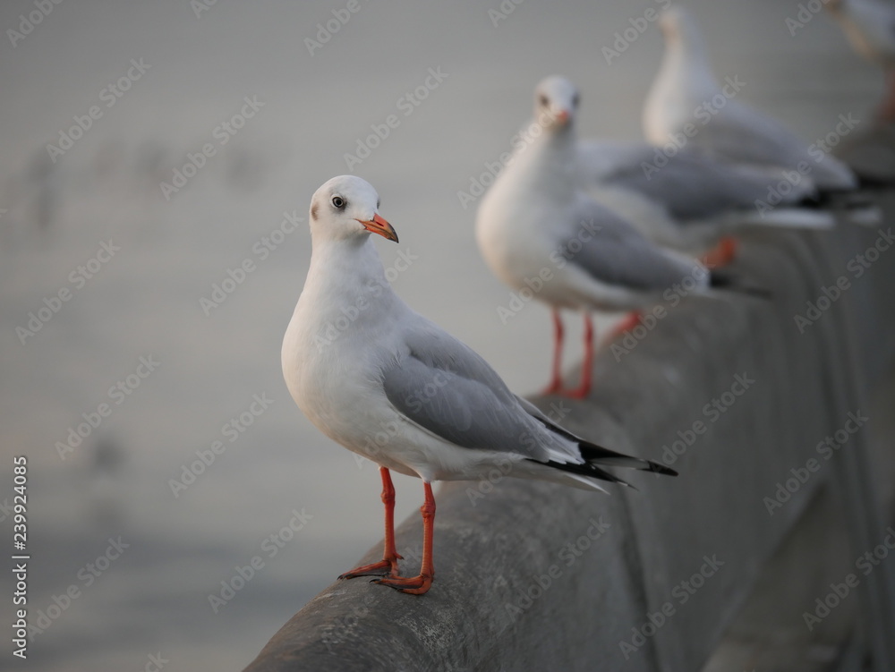 Wonderful picturesque places , many seagulls and good view at Bangpu Recreation Center ,Samut Prakan THAILAND. Wonderful picturesque places , many seagulls and good view at Bangpu Recreation Center ,Samut Prakan THAILAND.