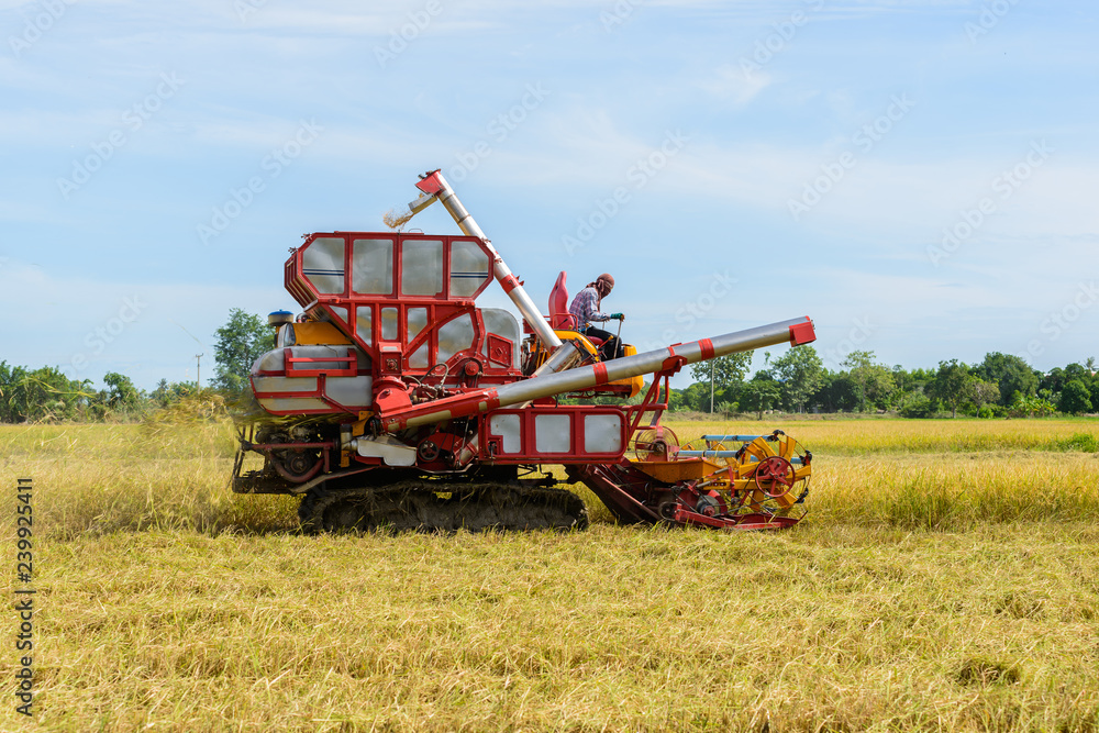 Fototapeta premium Combine harvester Working on rice field. Harvesting is the process of gathering a ripe crop