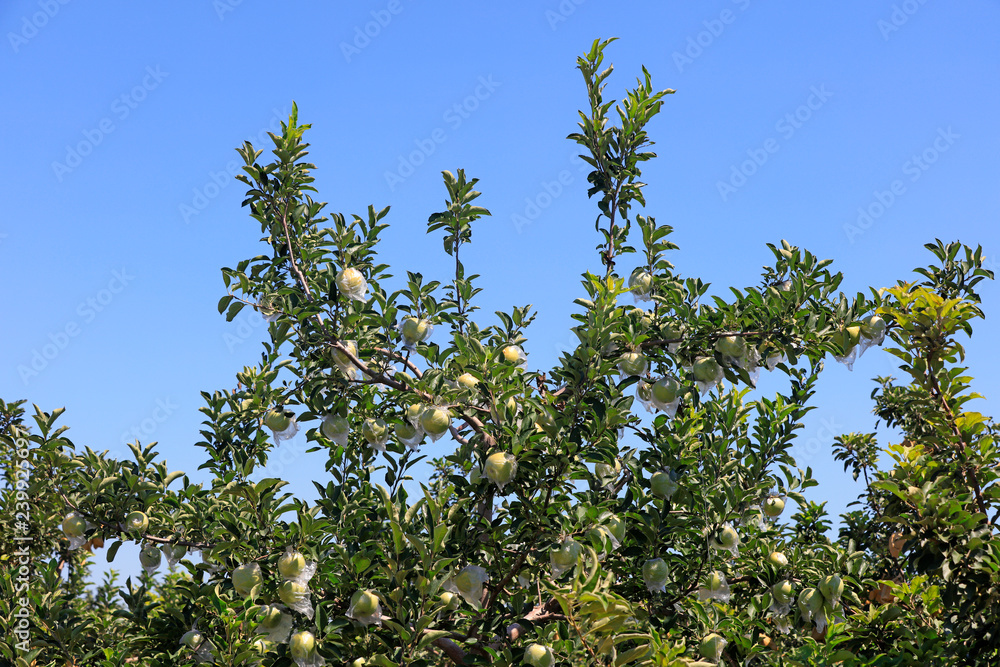 Apple bagging technology