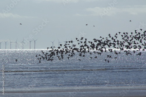 Wildlife and offshore wind turbines existing together.