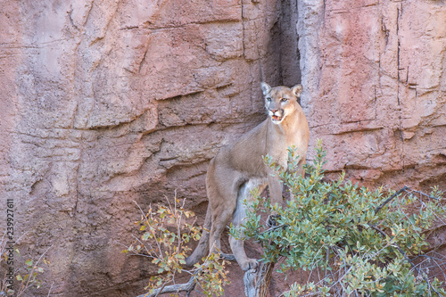 Mountain Lion Standing on top of a Tree