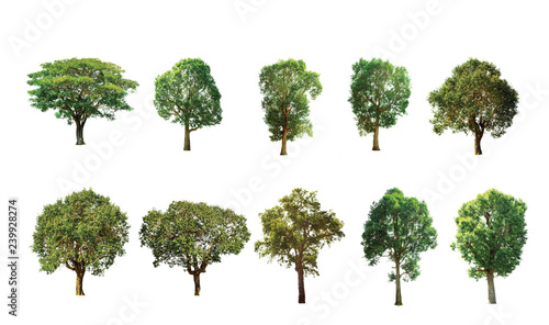 Isolated trees on white background , The collection of trees.