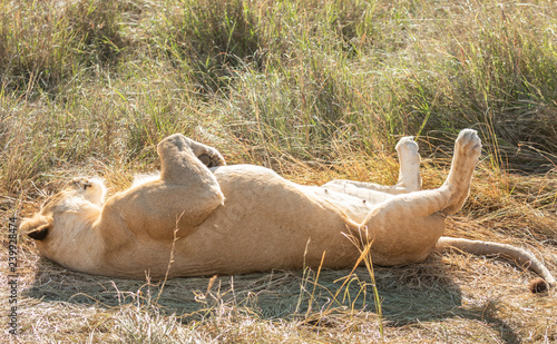 Close-up full body portrait of female lion lying on her back with her paws in the air