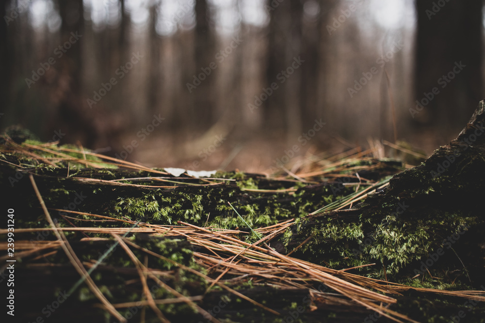 Lush green forest moss growing on a log in the woods. Northern woods scene. Moss and pine trees in winter Lush green forest moss growing on a log in the woods. Northern woods scene. Moss and pine trees in winter