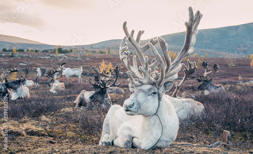 magnificent white rein deer in northern Mongolia photo