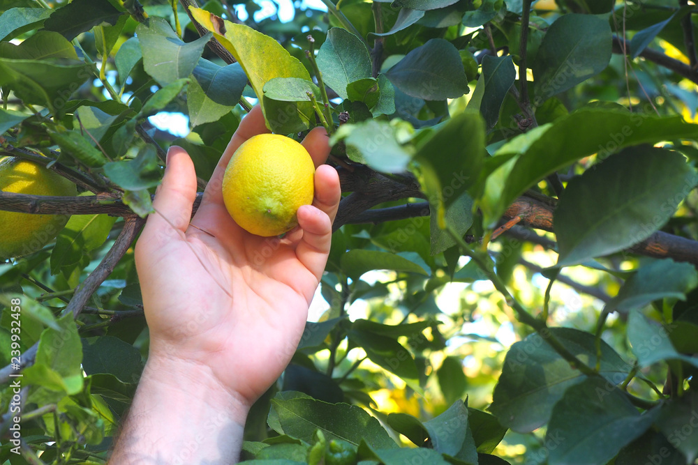 Human hand picks up a lemon from tree branch Human hand picks up a lemon from tree branch