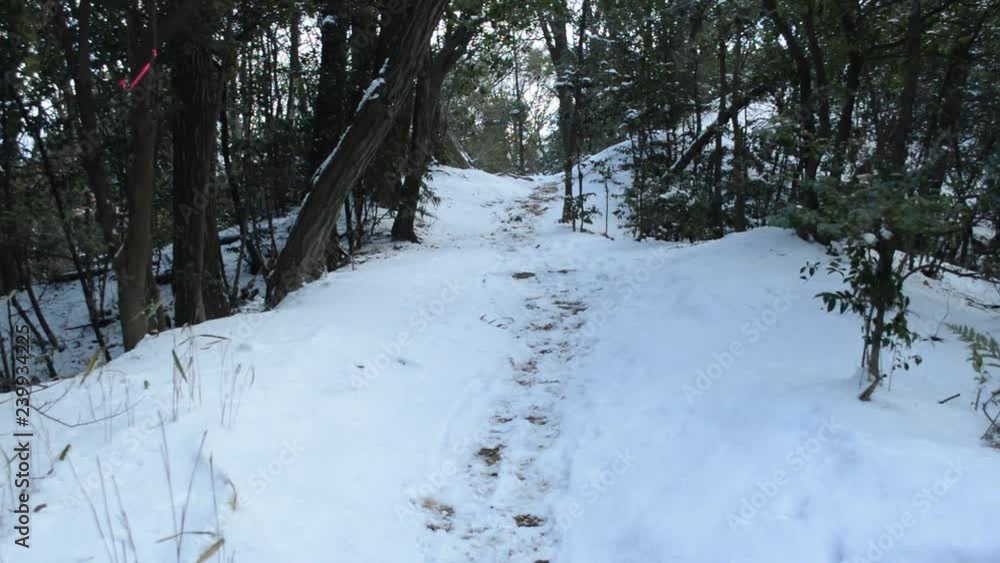 custom made wallpaper toronto digitalWinter forest. The light of the sun shines from the gap of the leaves to the ground covered with snow.