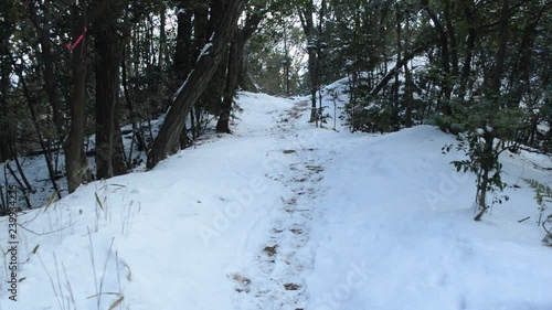 Wallpaper Mural Winter forest. The light of the sun shines from the gap of the leaves to the ground covered with snow. Torontodigital.ca