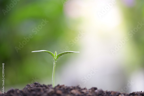 small young green sapling growing plants