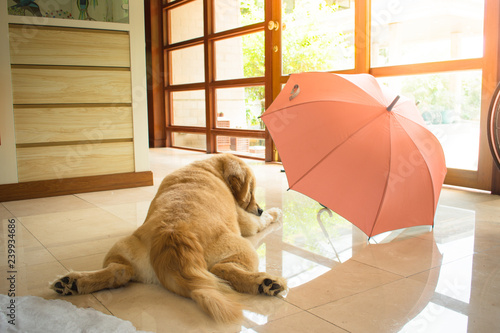 Fototapeta Naklejka Na Ścianę i Meble -  Golden Retriever (Dog) Sleeping on the Floor Waiting for a Walk