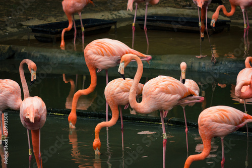 Beutiful flamingos in a group