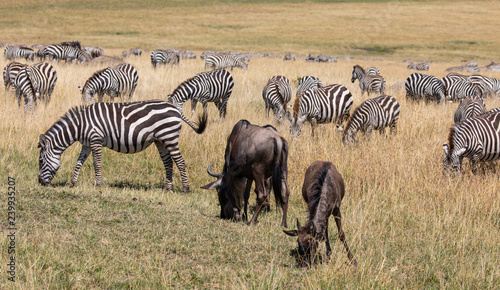 Pair of wildebeest and dazzle of zebra grazing in the tall grass of the Masai Mara in Kenya during the  wildbeest migration
