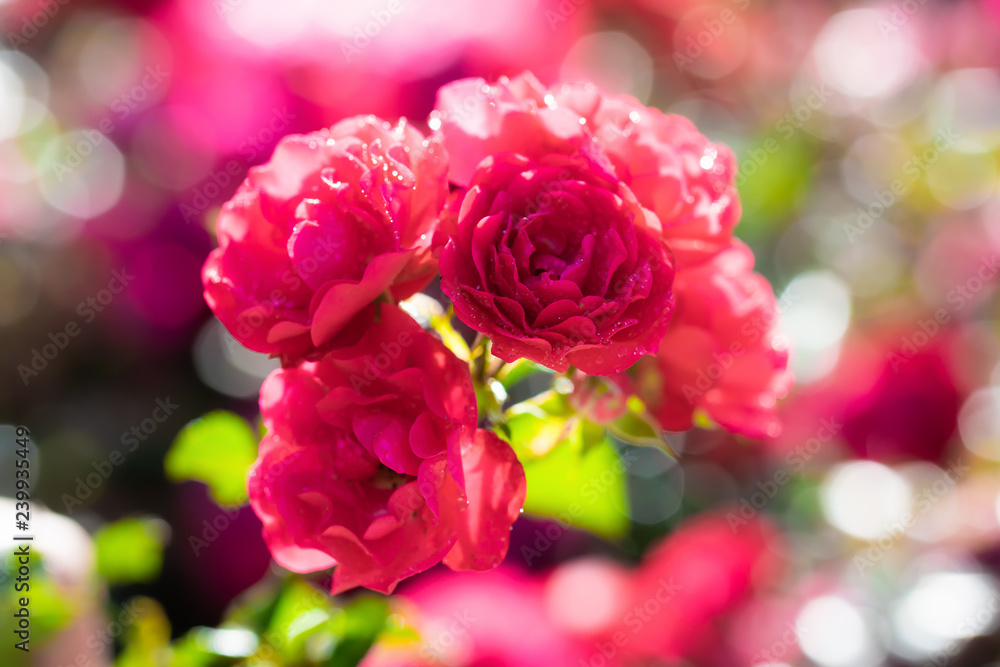 Obraz premium Rose flower on a green blur background.