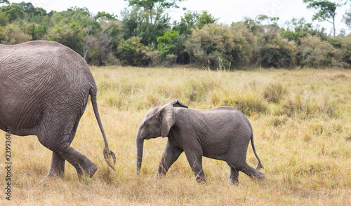 Adult and calf African elephants  Loxodonta africana  walking in landscape with tall grass and green trees in background