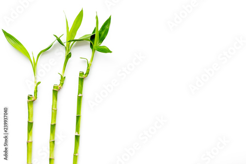 Fototapeta Naklejka Na Ścianę i Meble -  Bamboo shoot. Bamboo stem and leaves on white background top view copy space