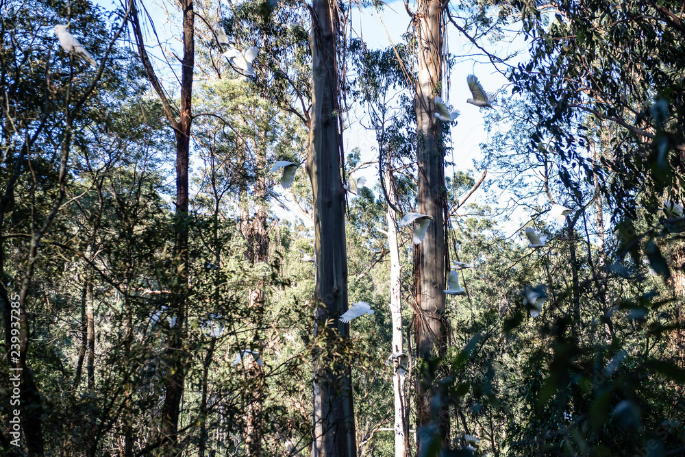 Fototapeta premium Landscape in Forest